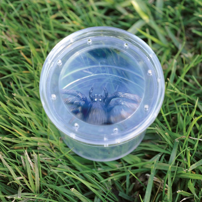 צנצנת מגדלת לצפייה בחרקים